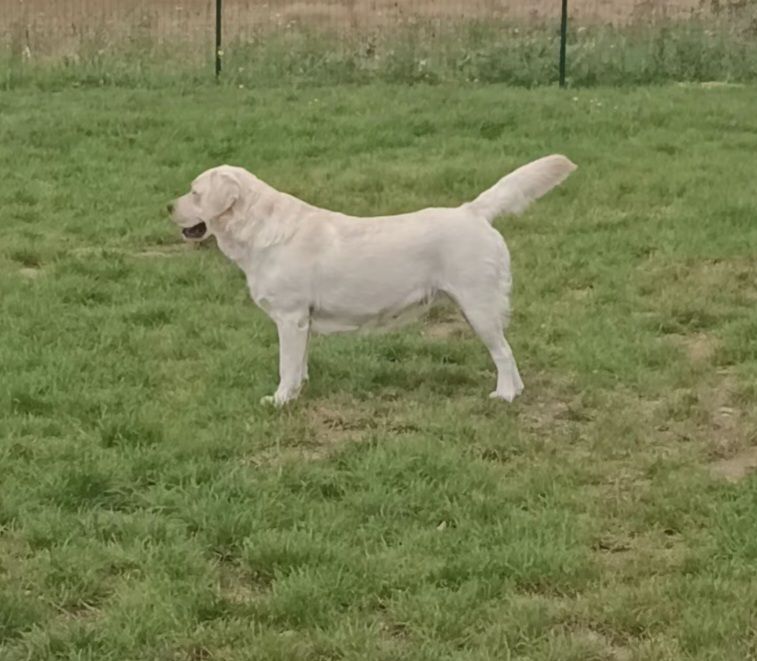 Les Labrador Retriever de l'affixe Du Logis De Caline