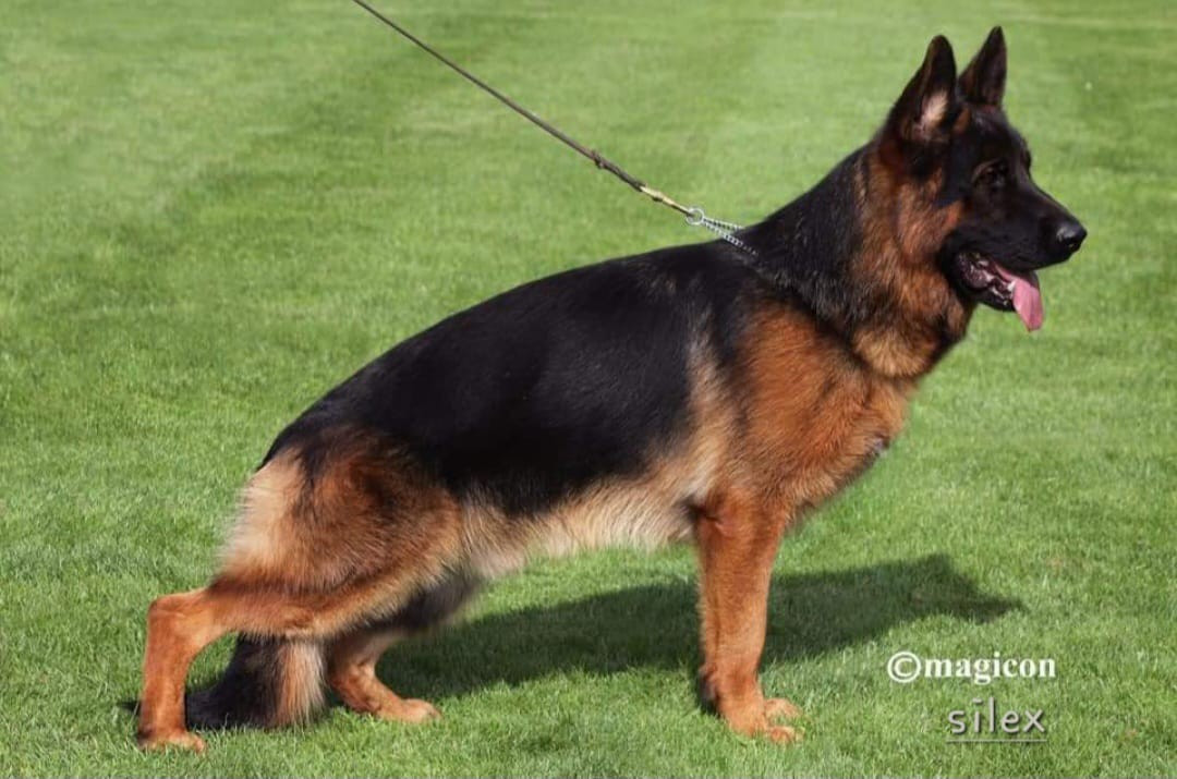 CH. Silex de Font Martinier